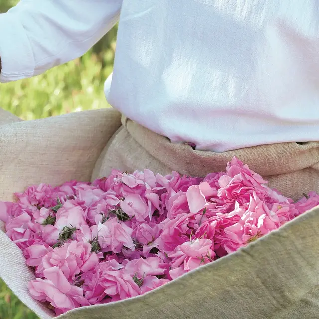 De la fleur à l’atelier : Une expérience parfum signée Fragonard et Pure Signature_Grasse