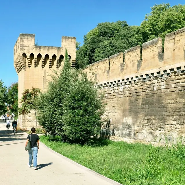 Parcours de l'arbre_Avignon