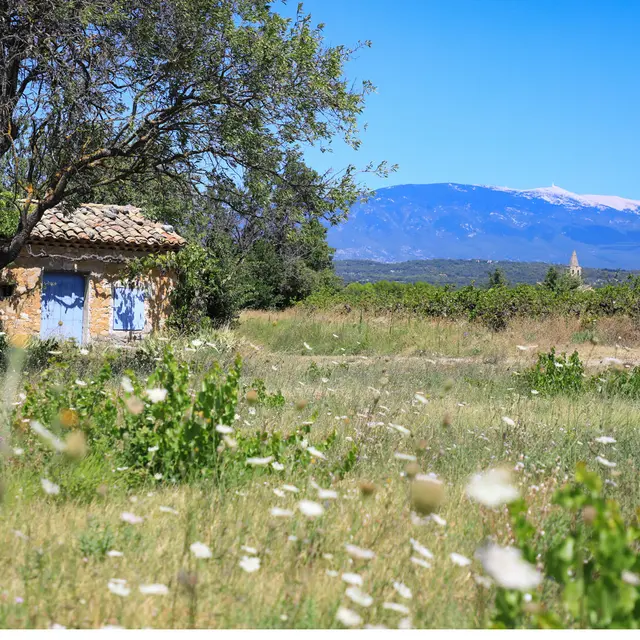 19 - Les Terrasses du Ventoux_Méthamis