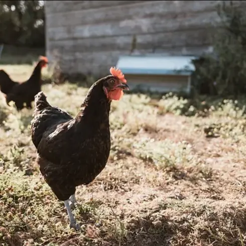 La ferme des oiseaux de passage