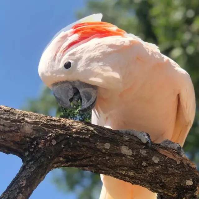 Academy des perroquets