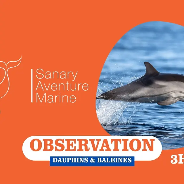 Observation des dauphins & baleines (3h) | Sanary Aventure Marine_Sanary-sur-Mer