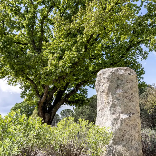 Menhir à Grimaud