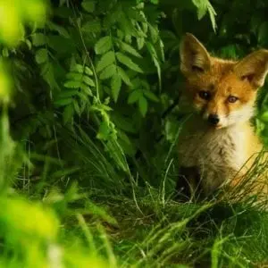 Animation enfant 4-7 ans au marais de Lavours - Tout savoir sur le renard_Ceyzérieu