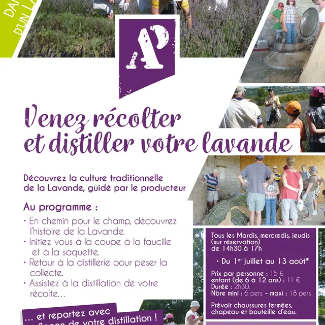 Sortie Lavande