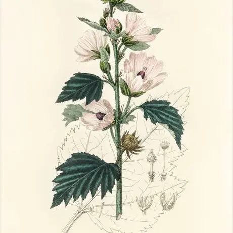 Exposition : des plantes et des hommes_Oraison