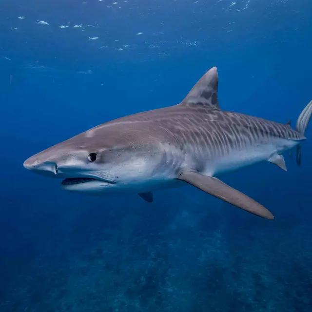 Le Trou Aux Requins - Tahiti Tourisme