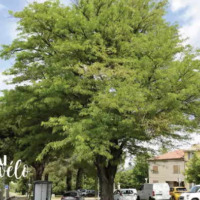 Visite en selle : Jardins de nos rues, parcs de nos villes_Carpentras