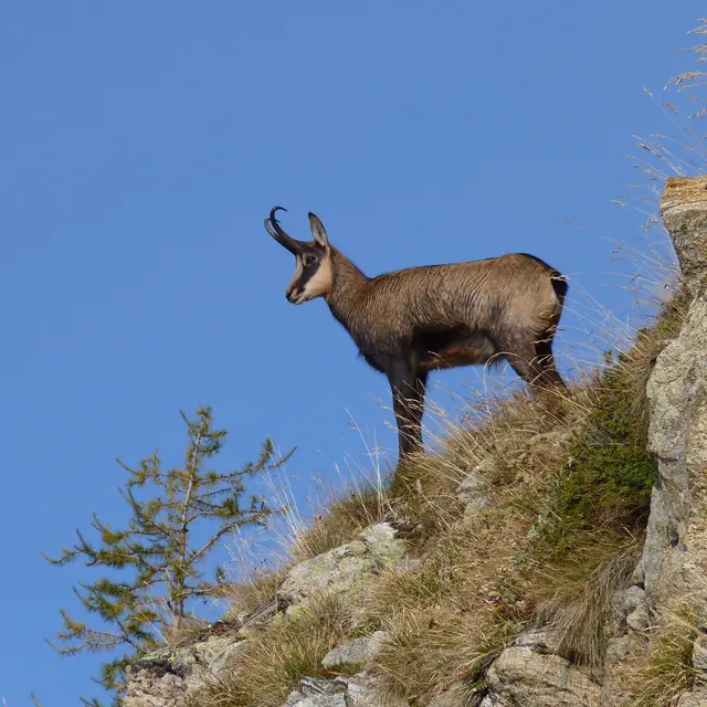 Découverte de la faune et de la flore du Parc National_Saint-Martin-Vésubie