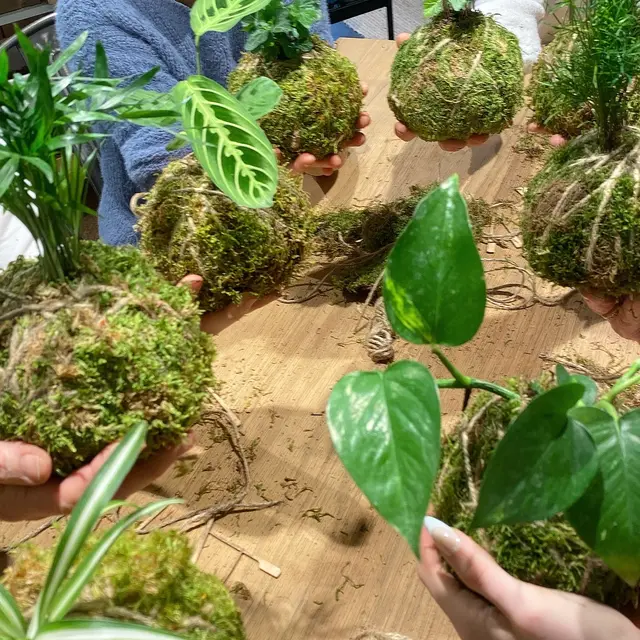 Créer mon Kokédama -Atelier végétal_Montbrison