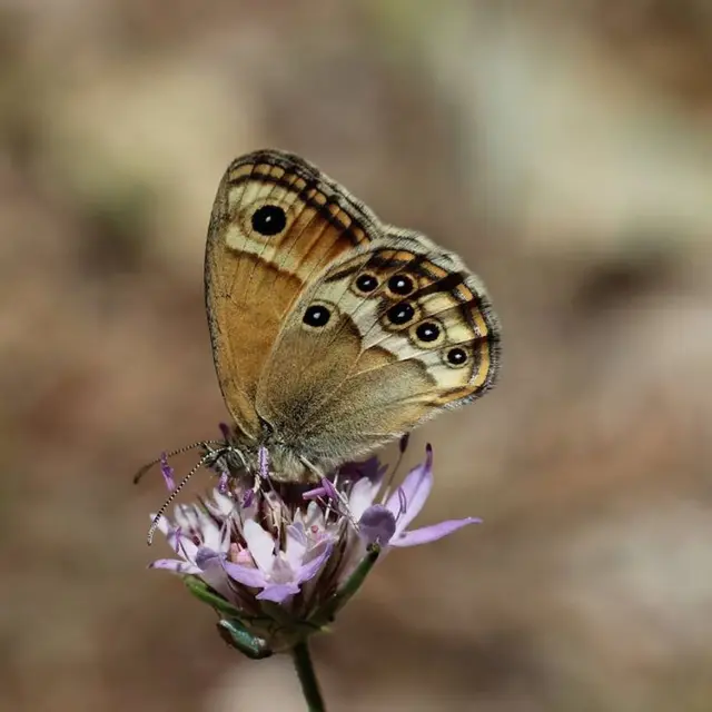 Un monde en couleurs : découverte du jardin à papillons_La Celle