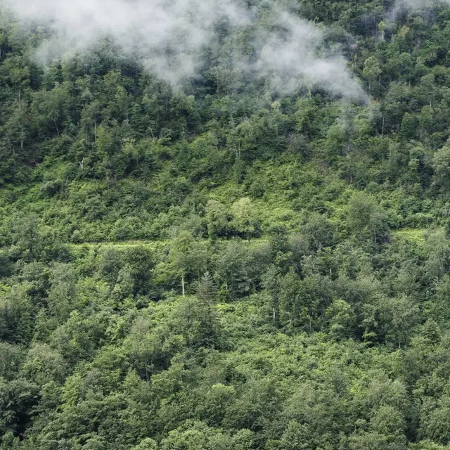 Balade Nature en Forêt de Saoû : L’arbre écosystème, l’arbre maison par l'Auberge des Dauphins_Saoû
