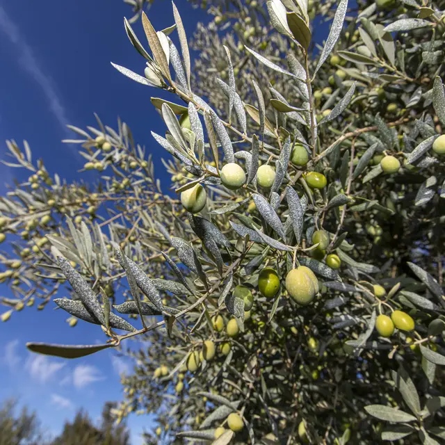 Sentiers des Oliviers_Estoublon