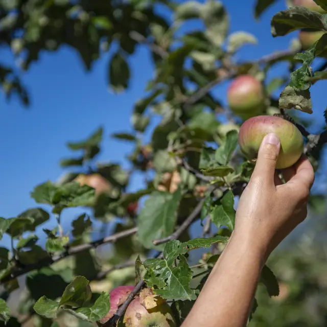 Atelier découverte : Les arbres fruitiers_Annecy