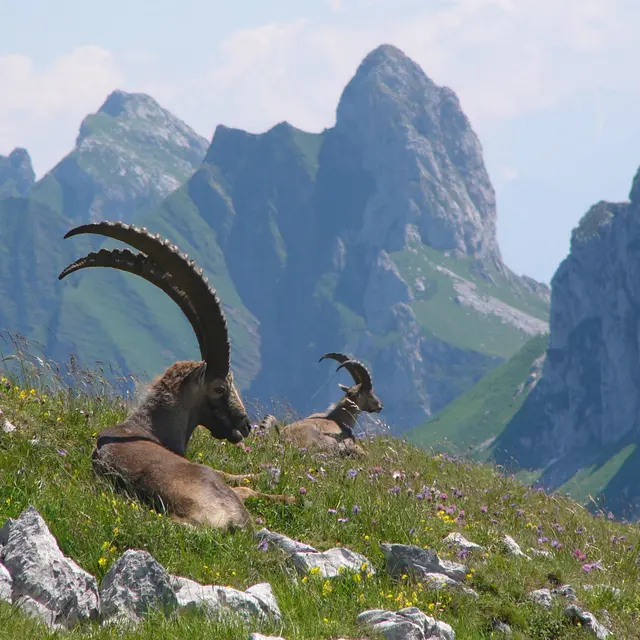 Randonnée encadrée au royaume des bouquetins_Vacheresse