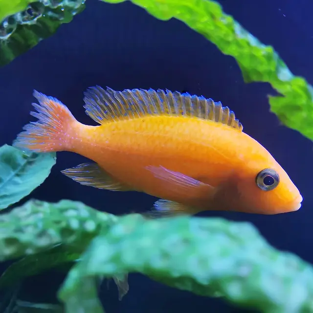 Folie(s) Végétales 2026 - Stand découverte de l'aquaponie_Thonon-les-Bains