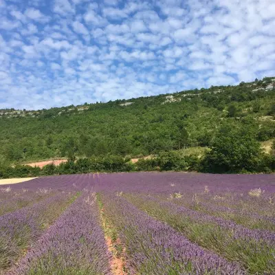 Champs de lavande à Sault