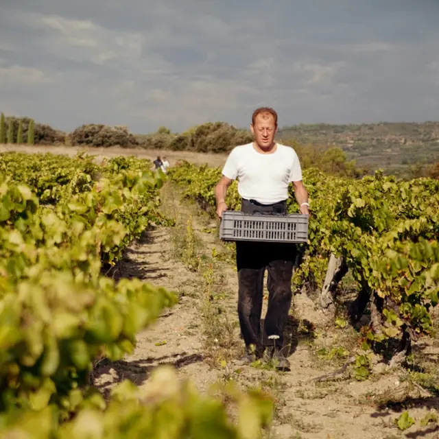 vendanges