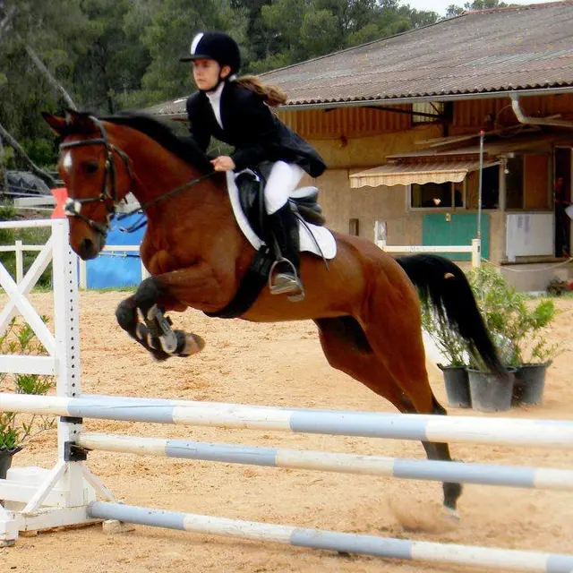 Dressage équestre et CSO