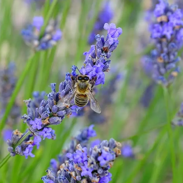 Lavande & abeille