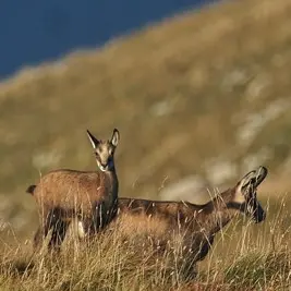 Sortie pédestre faune avec Cédric Cordonnier_Abondance
