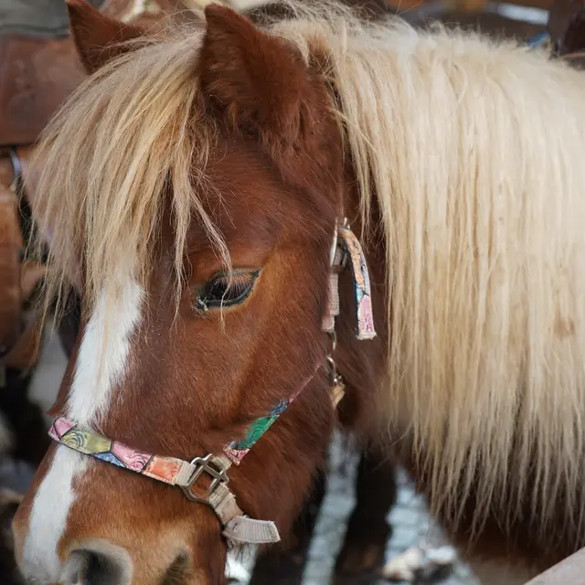 Tour de poney