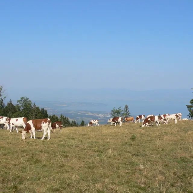 Randonnée Les Crêtes d'Hermone