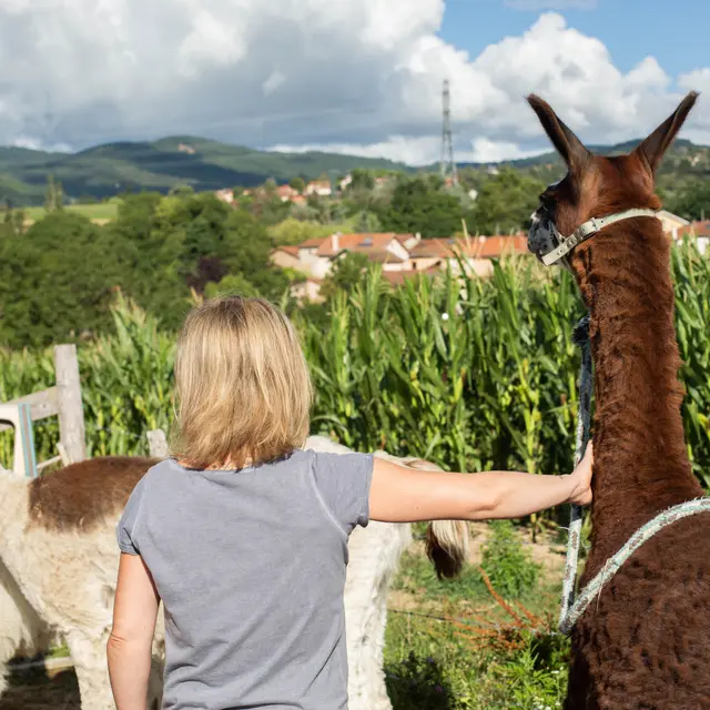 Ferme d'élevage de lamas - Les gentilles canailles_Chazelles-sur-Lyon
