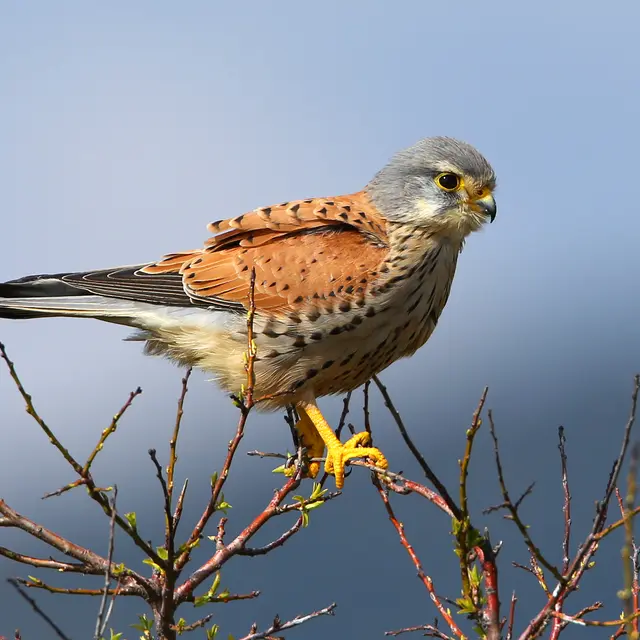 Cluedo des rapaces_Villeneuve-lez-Avignon