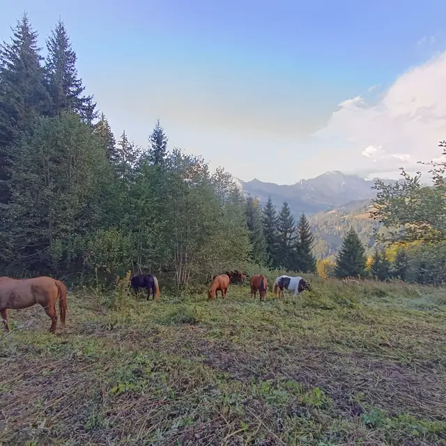 Médiation équine au Grand-Bornand