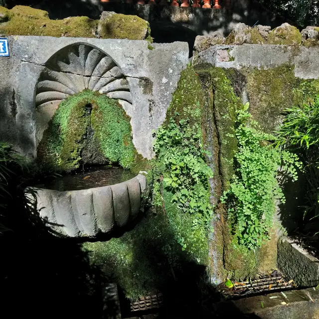 Source sortant du bassin du Parc des Cordeliers