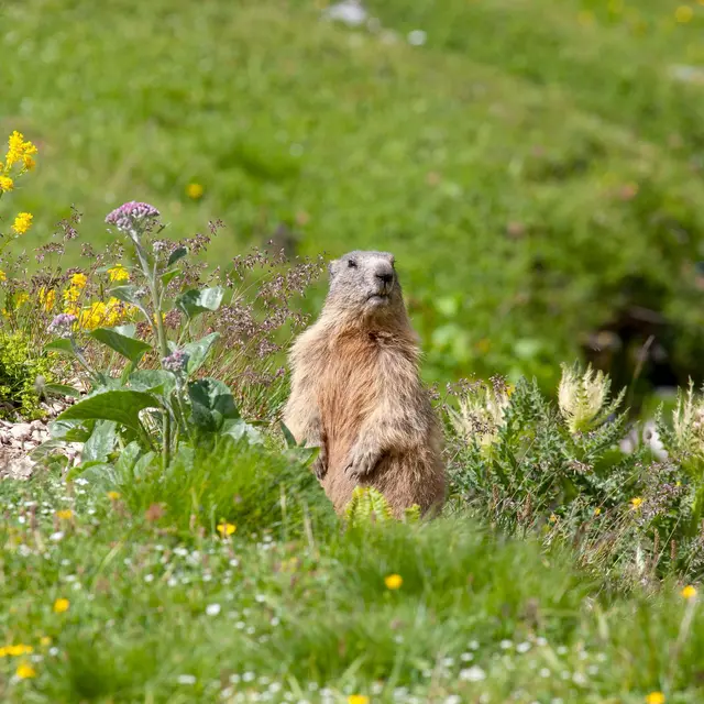 Explora famille, Sortie familiale et naturelle_Les Saisies