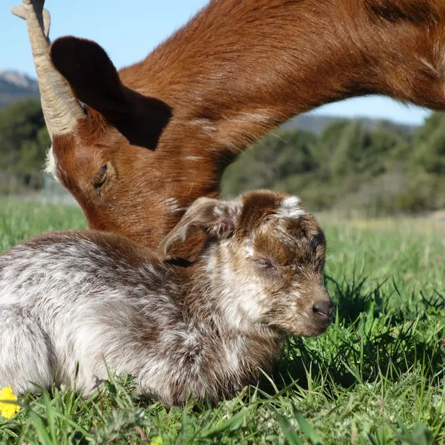Lou Cabrier - Plan d'Aups Saiinte Baume