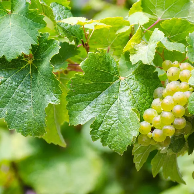 Raisin blanc