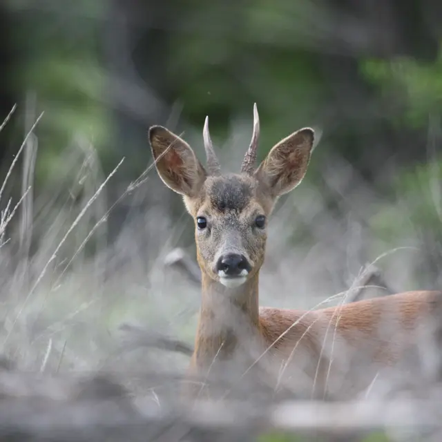 Traces et indices : enquête en forêt_Sallèdes