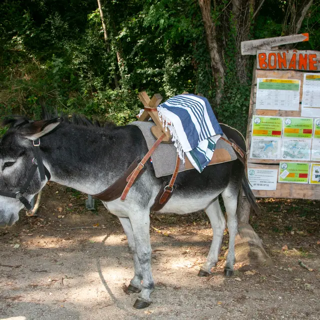 âne