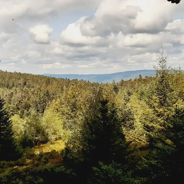 BAIN DE FORET S E V E