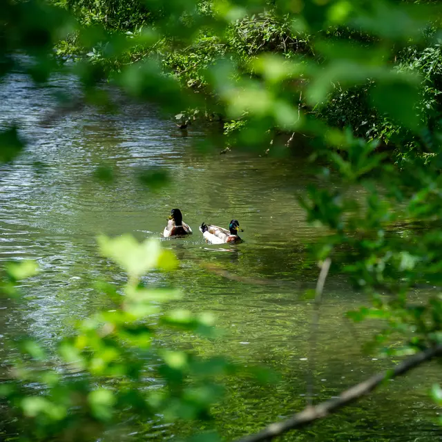 La Sorgue, une rivière emblématique_Entraigues-sur-la-Sorgue