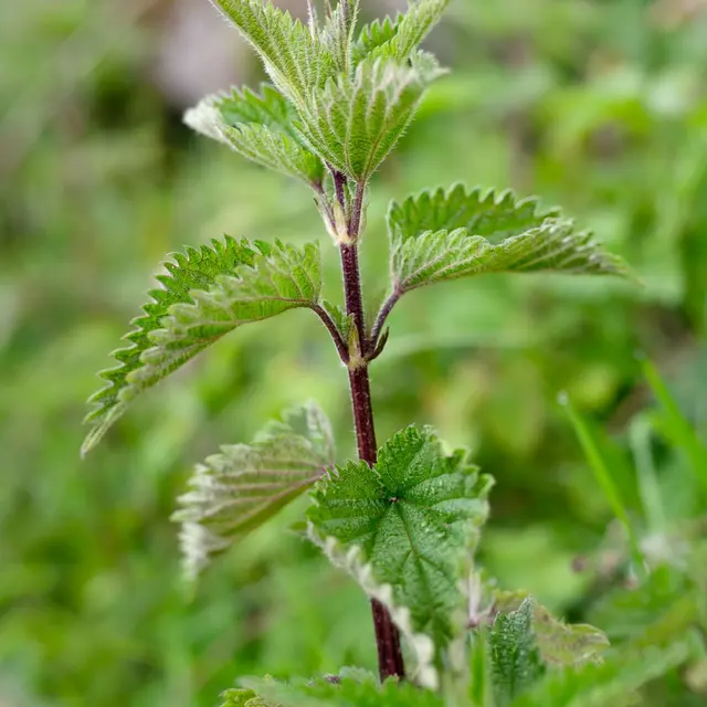 Un pas, une plante, tissage de mots l Renc'Arts du Parc_La Motte-en-Bauges