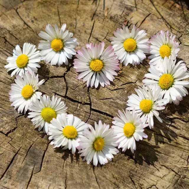 Fleurs