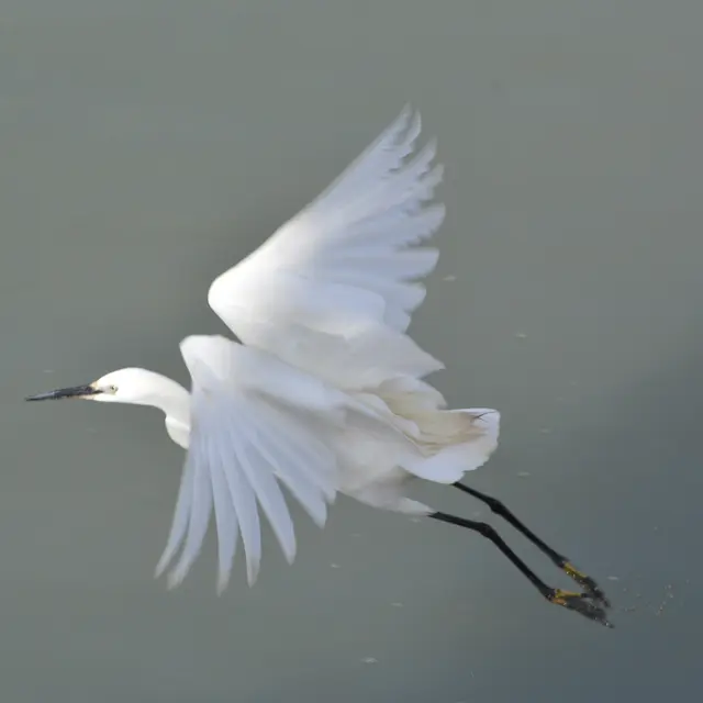 Une aigrette garzette prend son envol