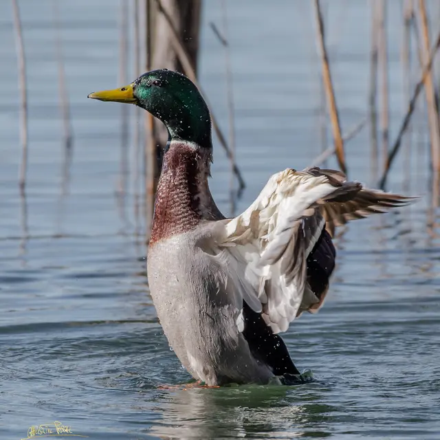 Christine Pascal - Photographe nature Aiguebelette