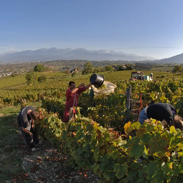 Le p'tiou Vigneron
