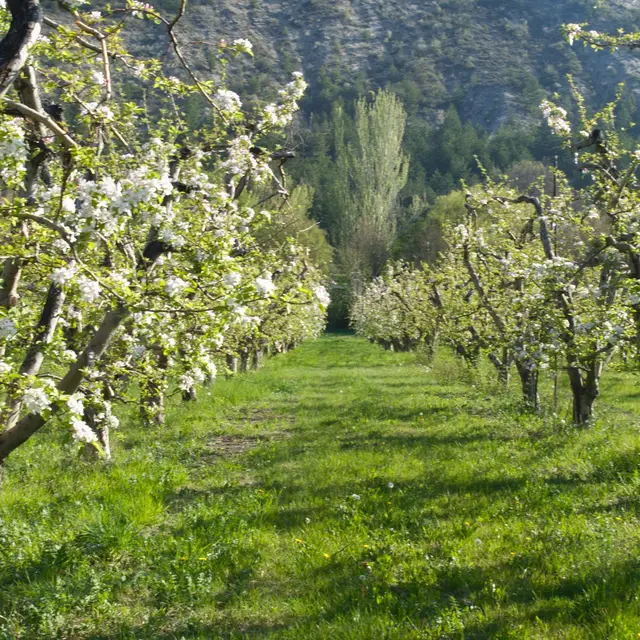 Les vergers de Mathilde