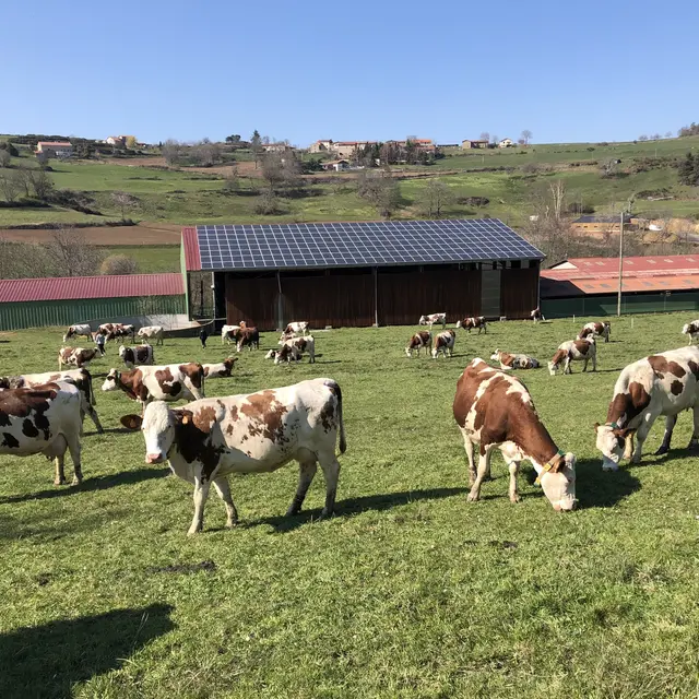 nos vaches montbéliardes