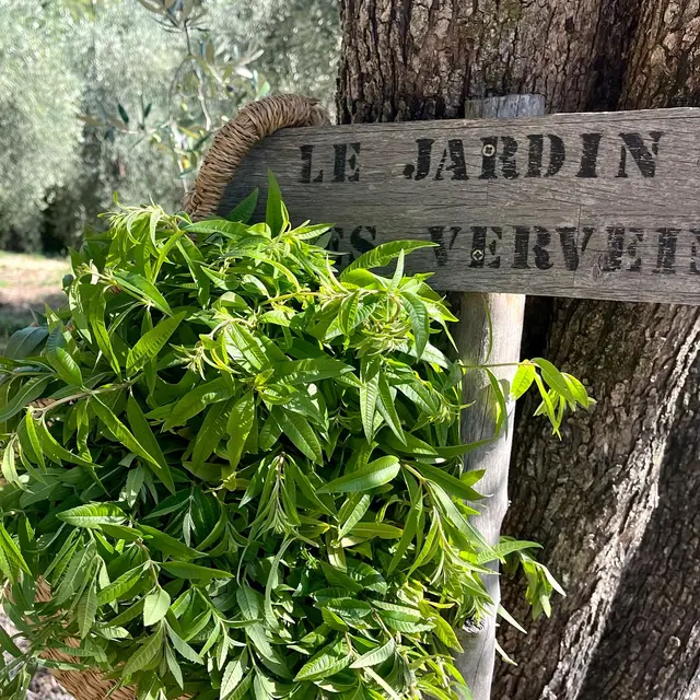 Le Cirier d'Auribeau et les Terres de Saint-Sauveur : Une matinée au coeur d’un territoire d’exception avec déjeuner_Grasse