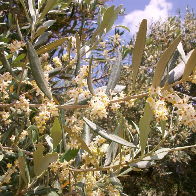 Moulin à huile Jullien