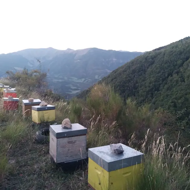 Miel de Montagne