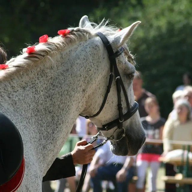 Concours de Dressage International 4* - Jiva Hill_Crozet