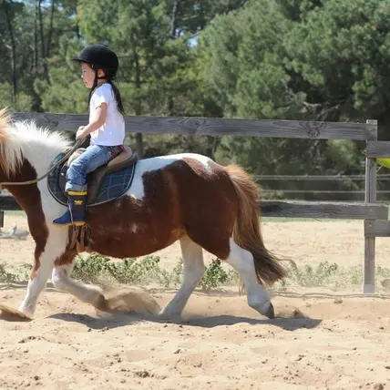 Poney